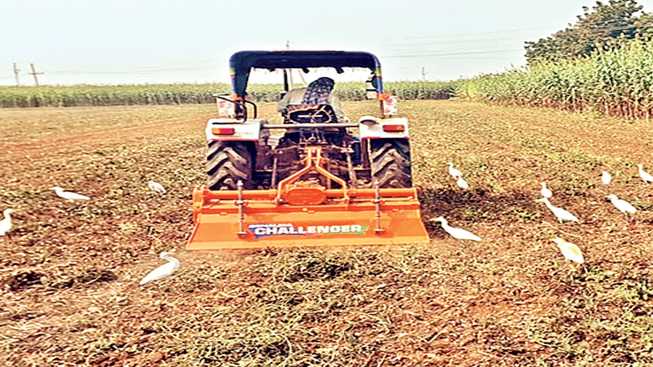 మినుము రైతు కుదేలు 