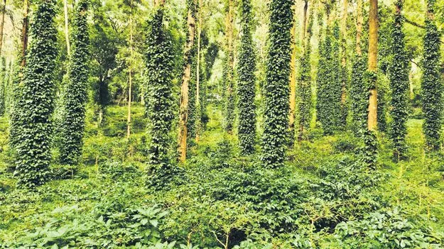 గిరి రైతుల పంట పండింది! 