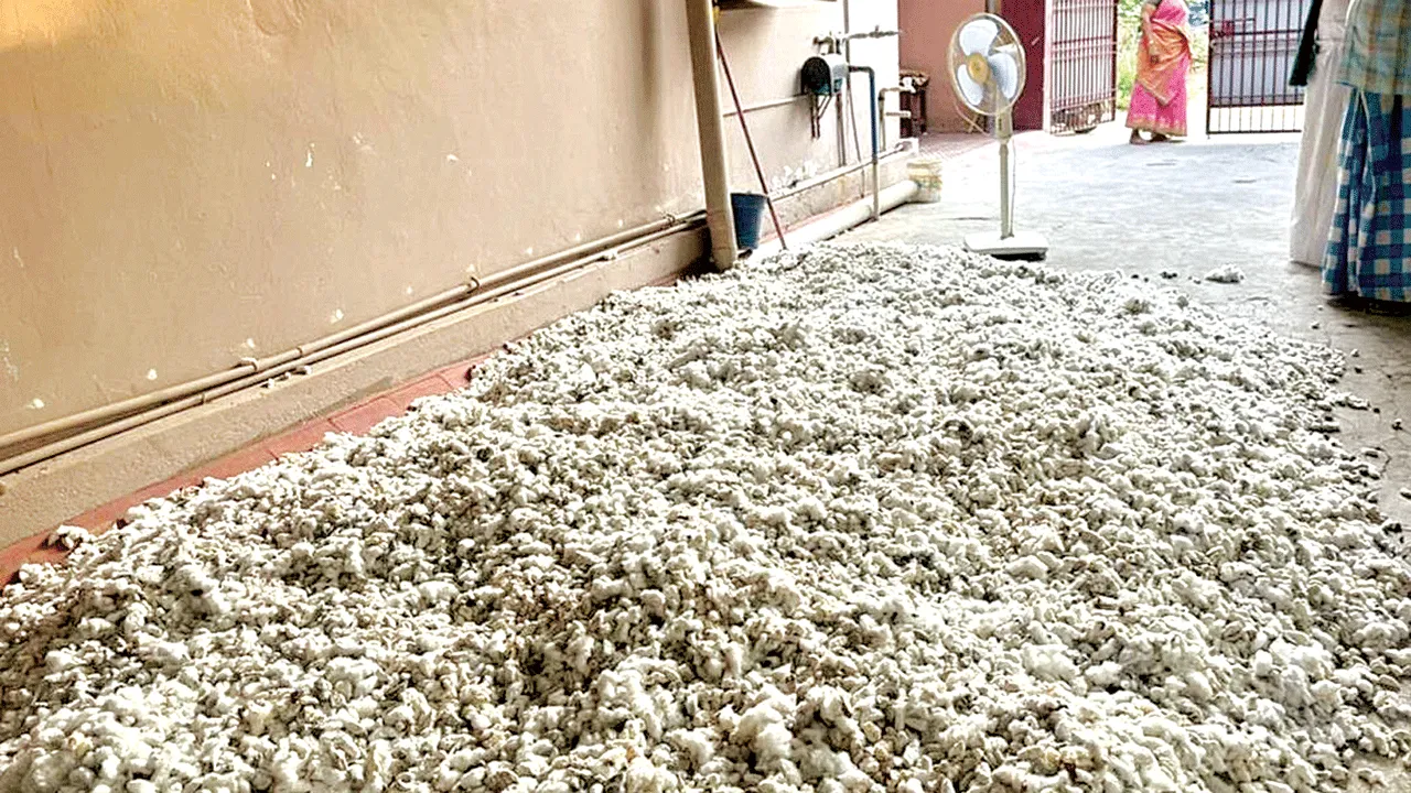 పత్తి రైతు చిత్తు!