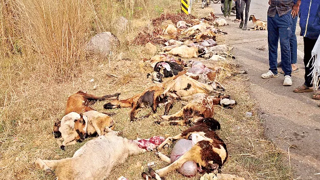   రోడ్డు ప్రమాదంలో 35 గొర్రెల మృతి