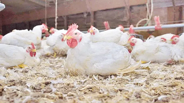 కొండెక్కిన కోడి  