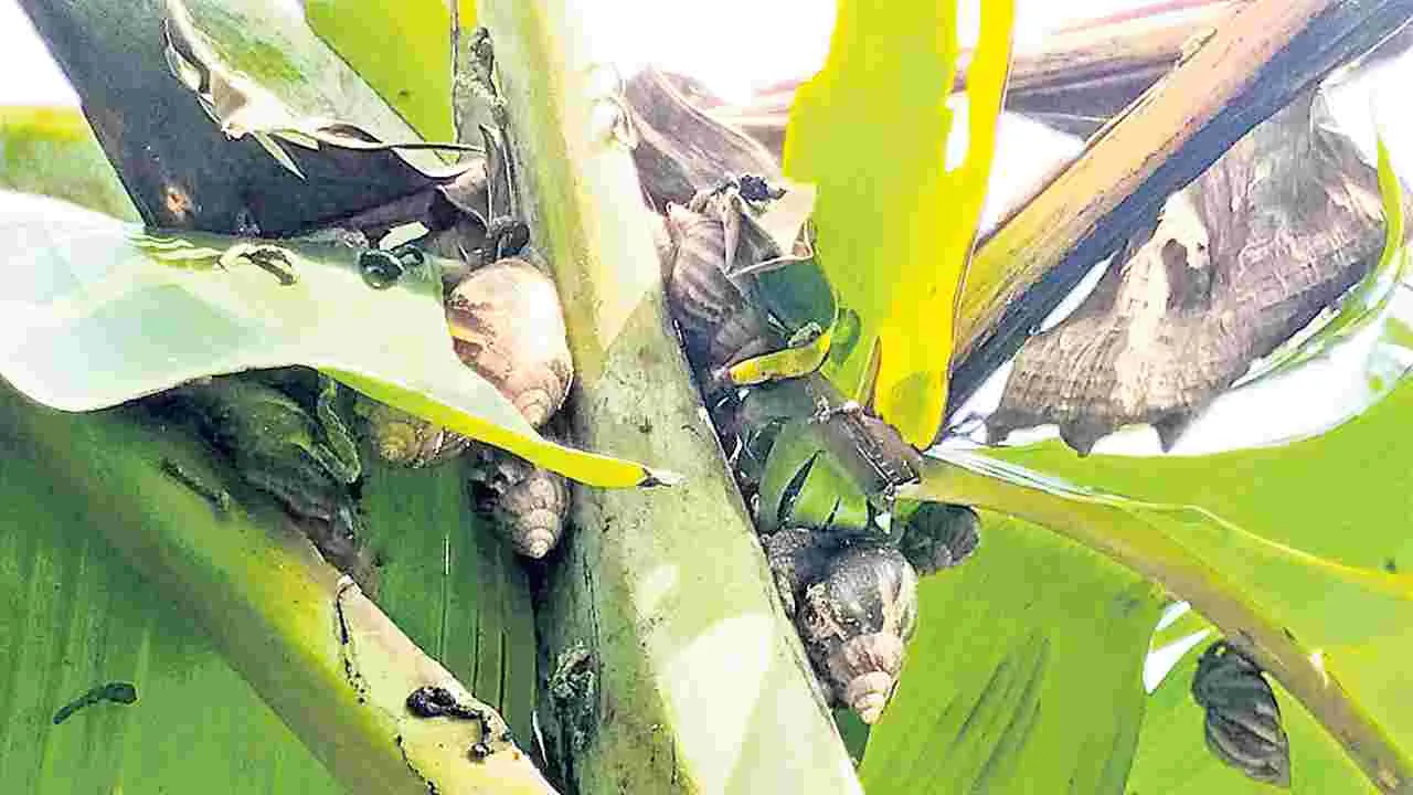 నత్తలతో పంటలు నాశనం