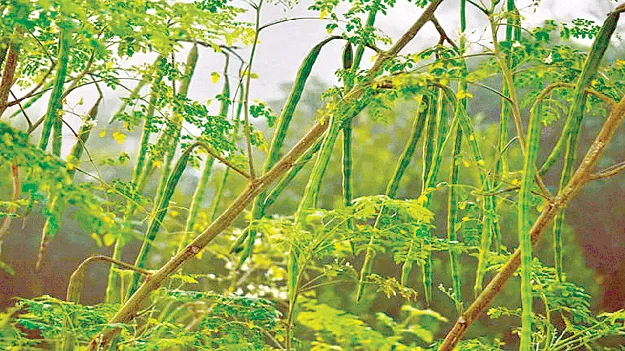 మునగ సాగుకు ప్రోత్సాహం