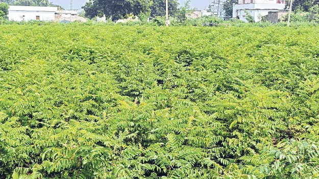 లాభాల బాటలో కరివేపాకు సాగు 