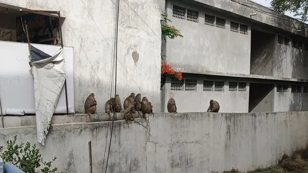  Karimnagar:  కోతులు బాబోయ్‌..