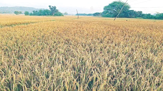  వరి కోతకు యంత్రాల కొరత