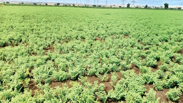 సగమే సాగు