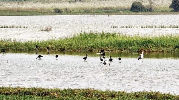 దక్షిణాఫ్రికా అతిథులొచ్చారు..
