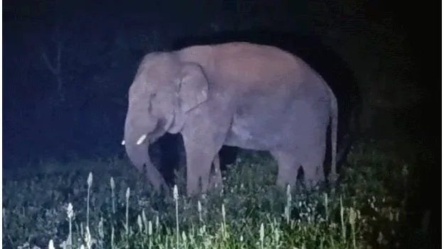 ఒంటరి ఏనుగు హల్‌చల్‌ 