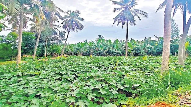 సిరులు కురిపిస్తున్న కూరగాయల సాగు