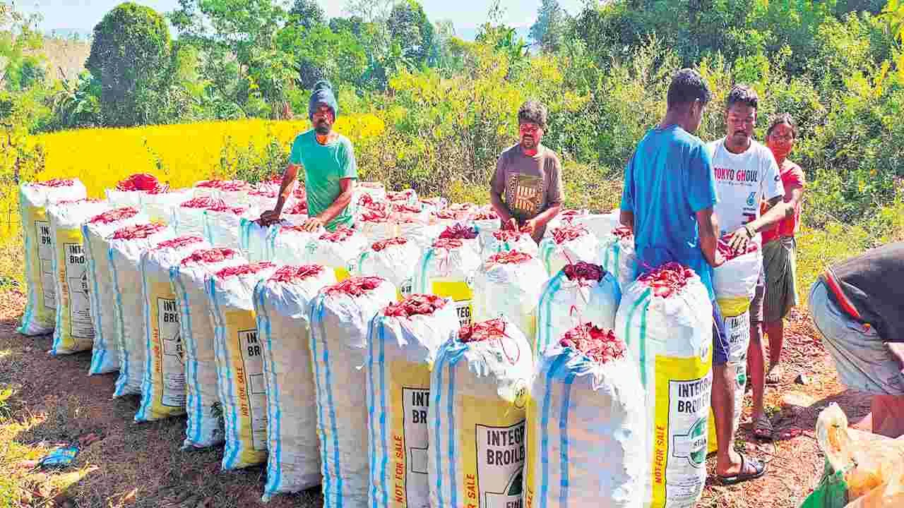 చిలకడ దుంప దిగుబడులు అదుర్స్‌