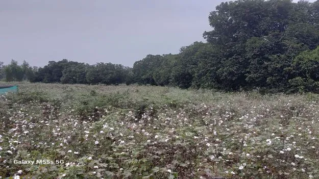 పత్తి రైతుకు కష్టకాలం!