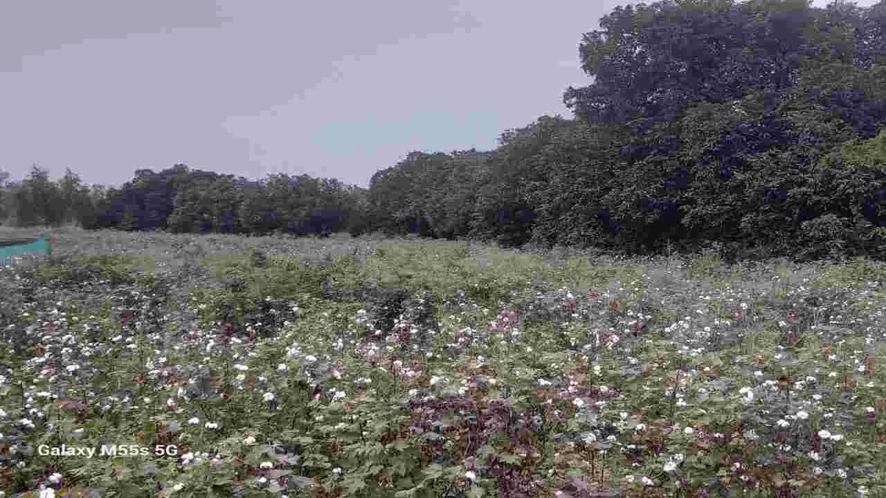 పత్తి రైతుకు కష్టకాలం!