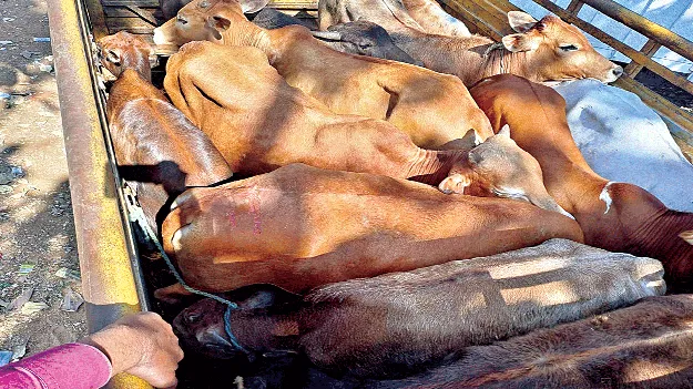 cows transport గోవుల ఘోష  ఆగదా?