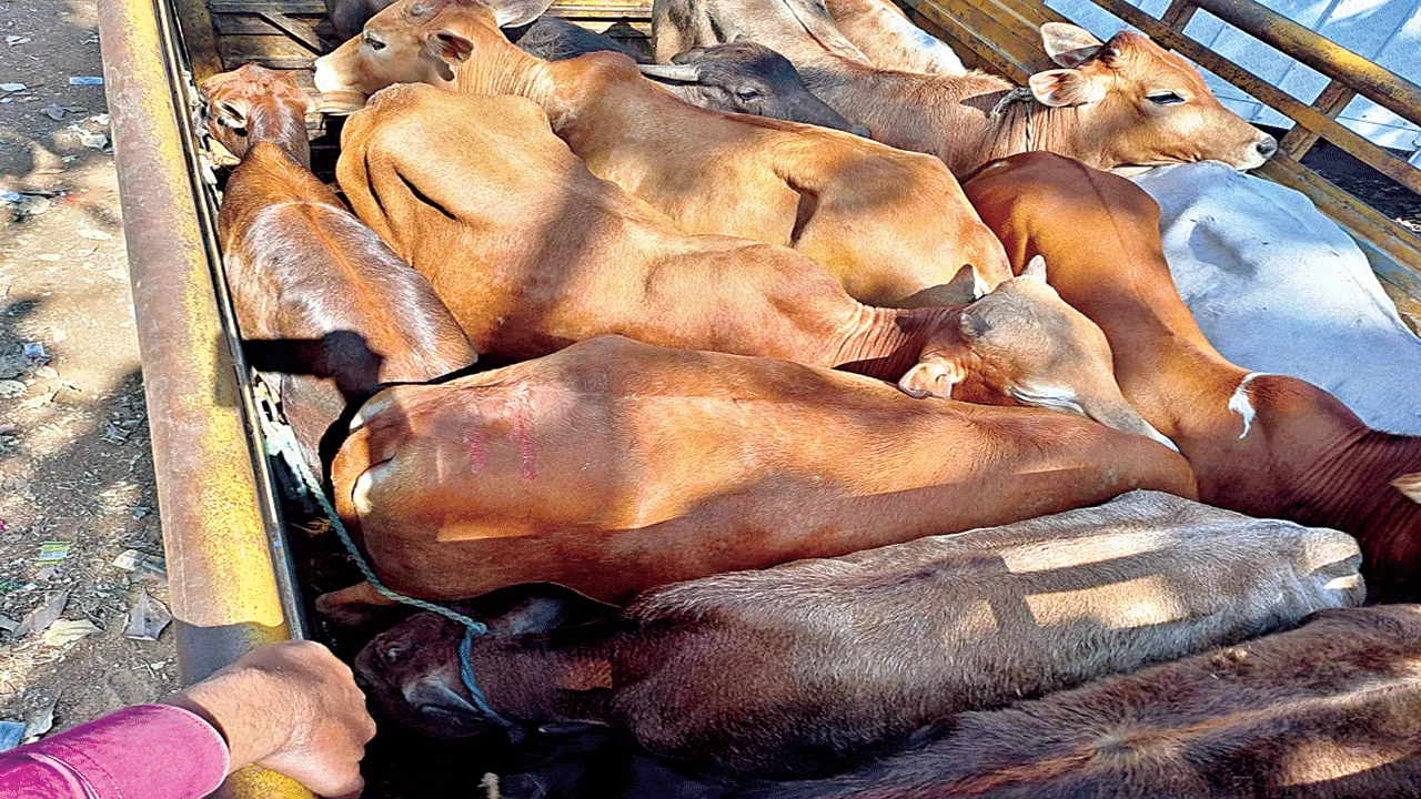 cows transport గోవుల ఘోష  ఆగదా?