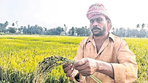 మానిపండు తెగులుతో కలవరం