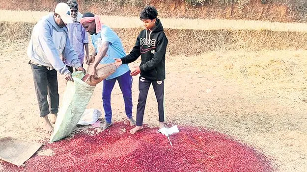 రాజ్‌మా రైతు డీలా