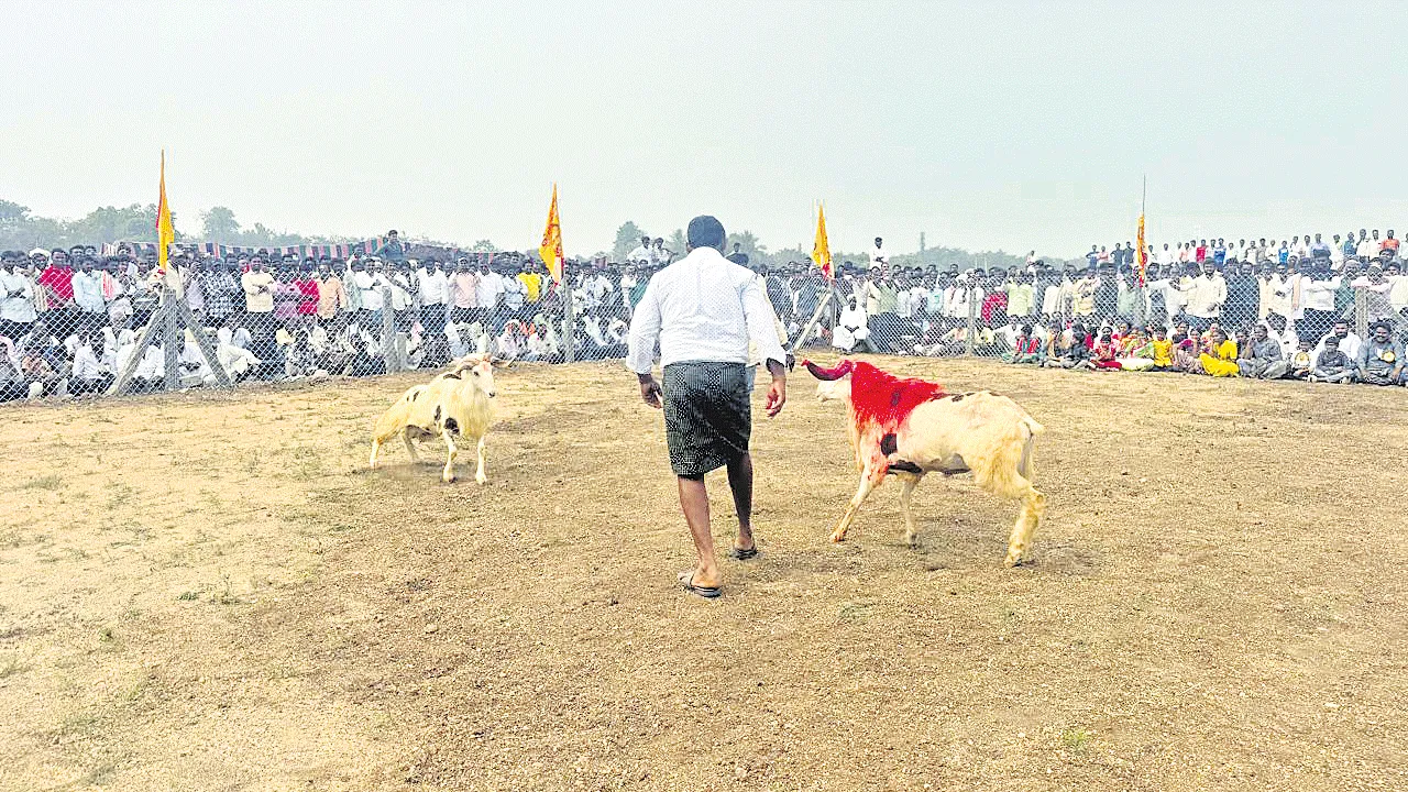రేణంగివరంలో ఉత్సాహభరితంగా పొట్టేళ్ల పోటీలు