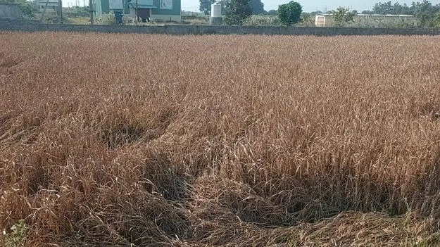 Karimnagar:   ఎండిన వరి పైరు