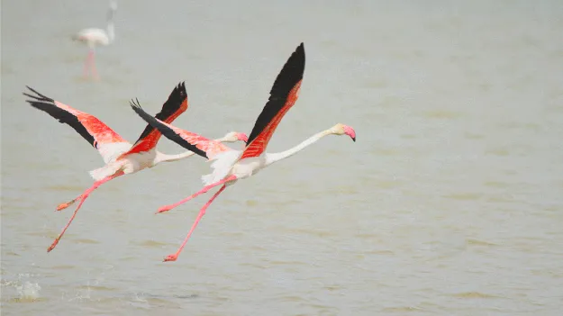 పక్షుల పండుగ రెండు రోజులే..!