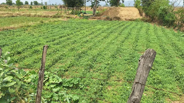 kumaram bheem asifabad- కూరగాయల సాగుకు ప్రోత్సాహం