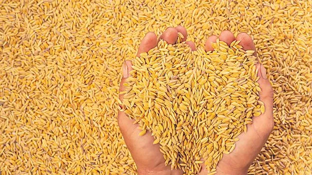 సిరులొలికే!