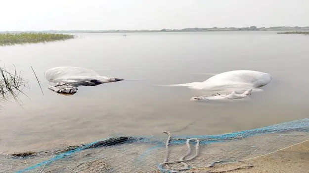 అదుపు తప్పిన ఎడ్లబండి.. 