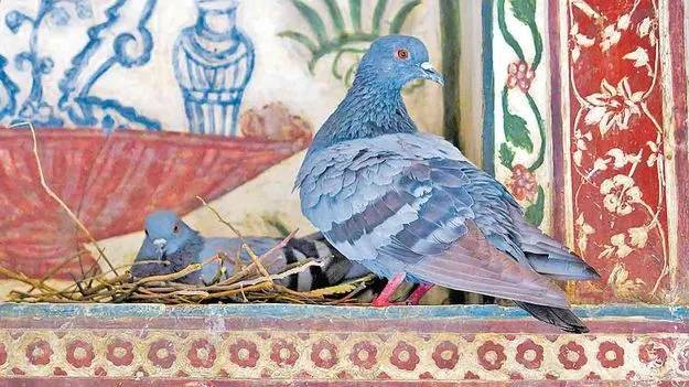 Hidden Lung Risks from Pigeons: పావురాళ్లతో పలురకాల ఊపిరితిత్తుల సమస్యలు