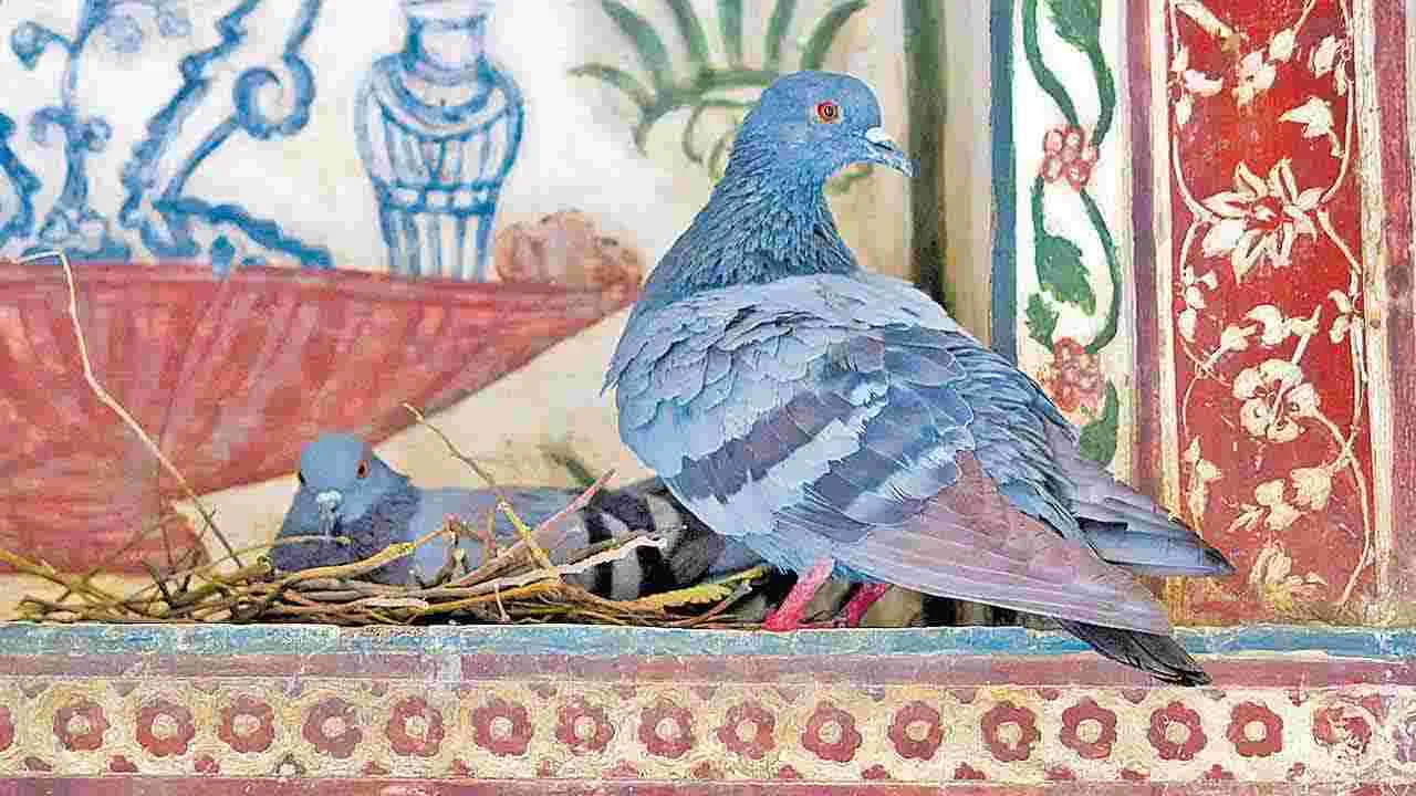 Hidden Lung Risks from Pigeons: పావురాళ్లతో పలురకాల ఊపిరితిత్తుల సమస్యలు