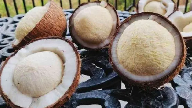 Coconut Flower: పోషకాల గని.. కొబ్బరి పువ్వు..