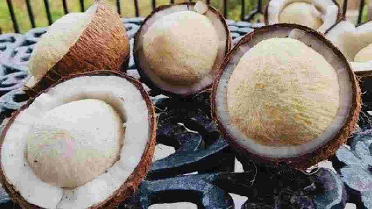Coconut Flower: పోషకాల గని.. కొబ్బరి పువ్వు..