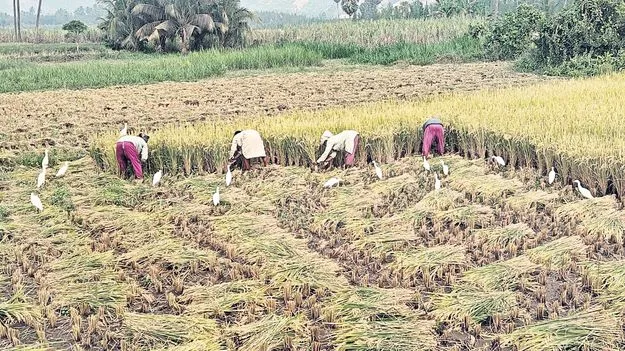 జోరుగా వరి కోతలు