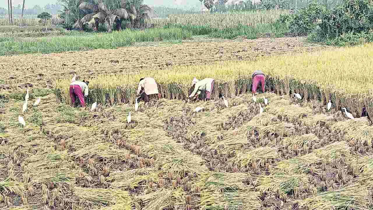 జోరుగా వరి కోతలు