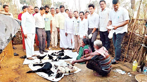 గొర్రెలమందపై మళ్లీ కుక్కల దాడి