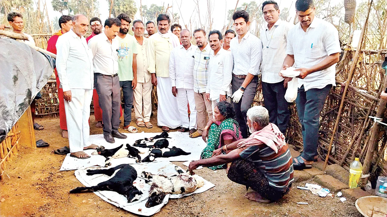 గొర్రెలమందపై మళ్లీ కుక్కల దాడి