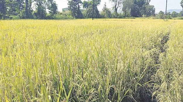 kumaram bheem asifabad- సేంద్రియ సాగు బహుబాగు 