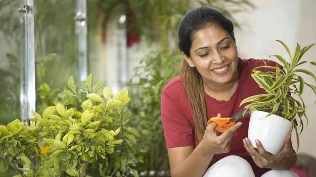 Indoor Air Purifying Plants: ఇండోర్‌ ప్లాంట్స్‌