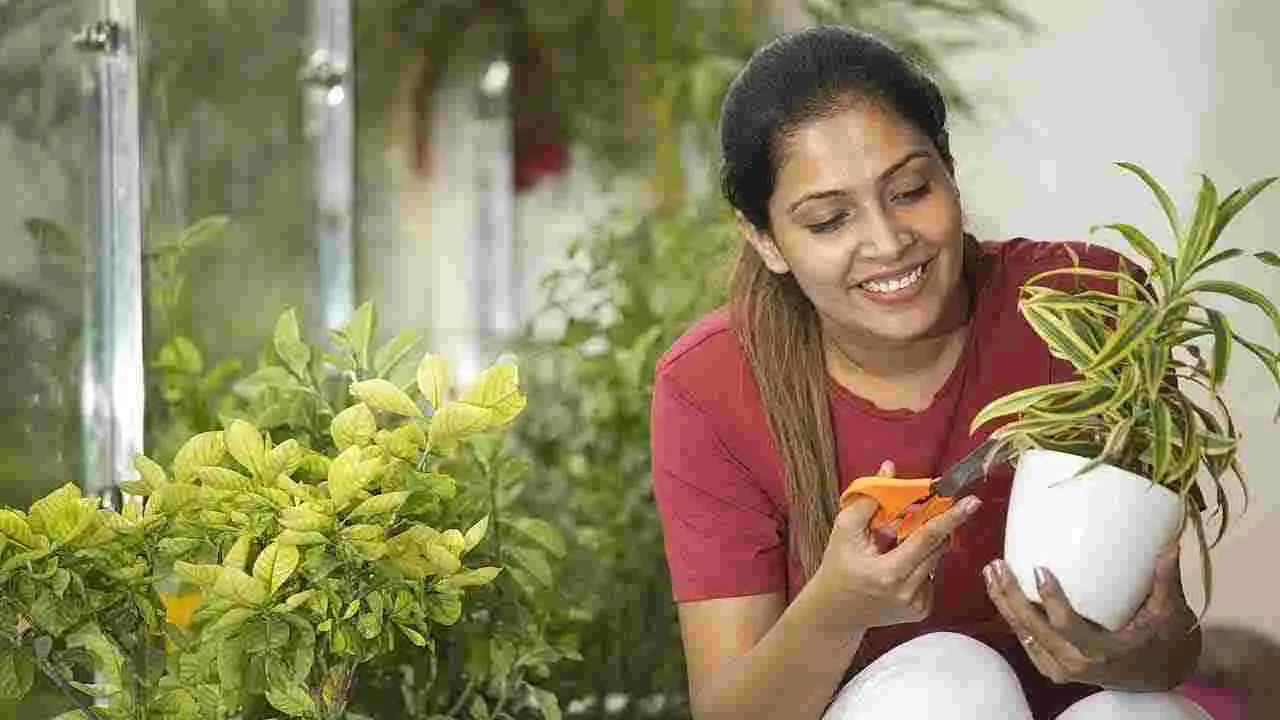 Indoor Air Purifying Plants: ఇండోర్‌ ప్లాంట్స్‌