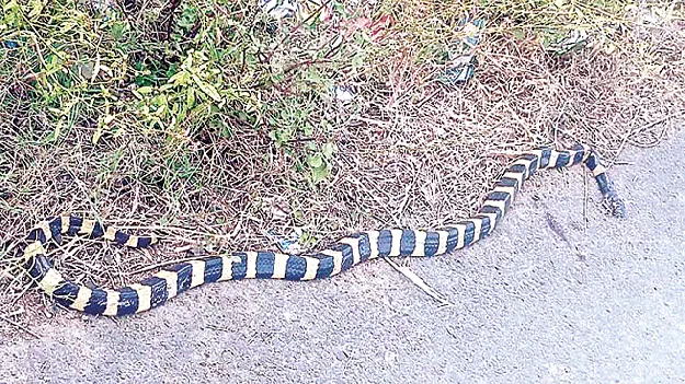 అరుదైన జాతికి చెందిన పాము మృతి 