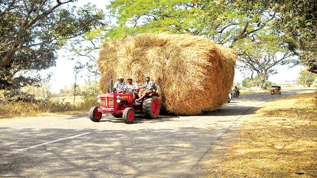 గడ్డికి గడ్డుకాలం