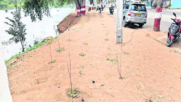 PLANTS: ఎండుతున్న మొక్కలు