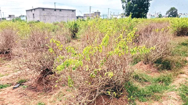 తెగులు.. దిగులు