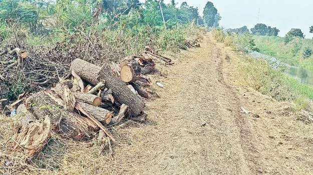 వృక్ష విలాపం!