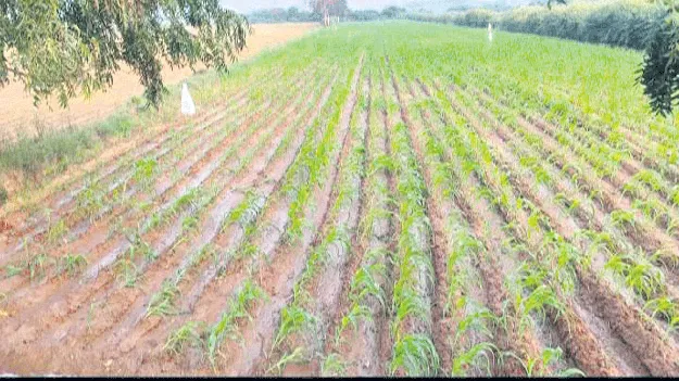 విస్తారంగా మొక్కజొన్న సాగు