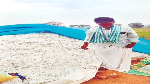 కపాస్‌ కష్టాలు