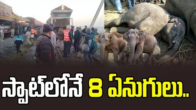 Assam Elephants Tragedy: పెను విషాదం.. రైలు ప్రమాదంలో 8 ఏనుగులు మృతి