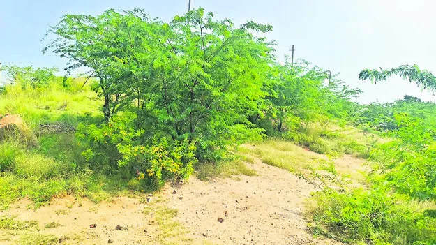 COLONY: వృథా కాలనీ