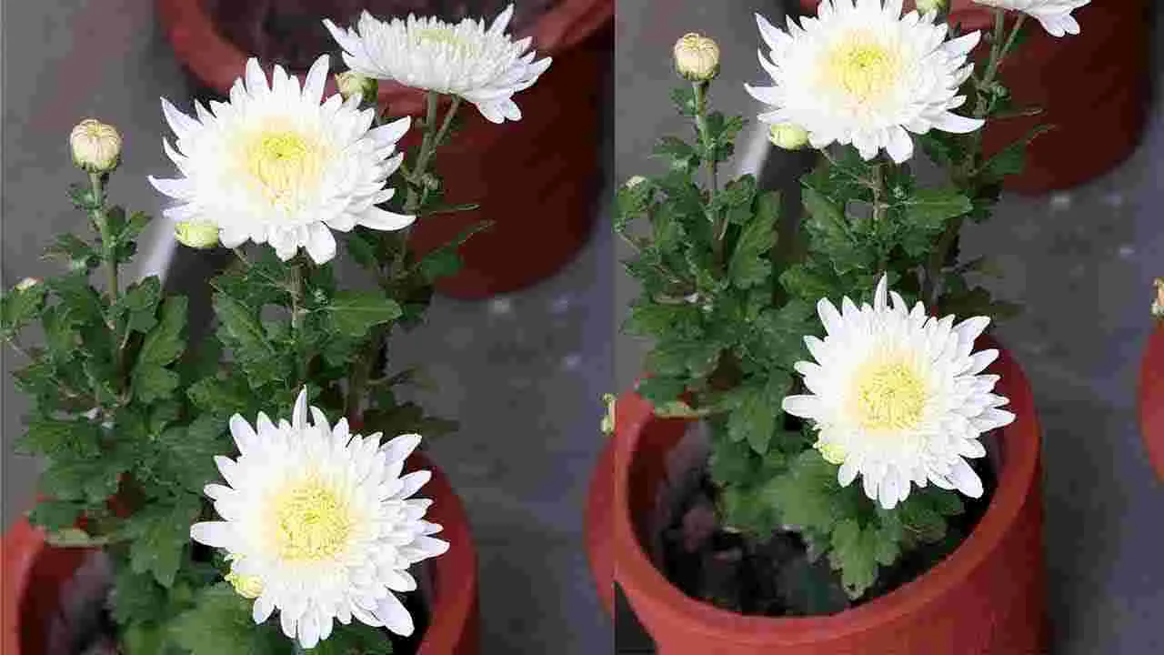 Winter Care Tips for Chrysanthemum Plants: చలికాలంలో చామంతి మొక్కలు ఇలా