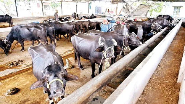 తడకనపల్లె రోల్‌ మోడల్‌