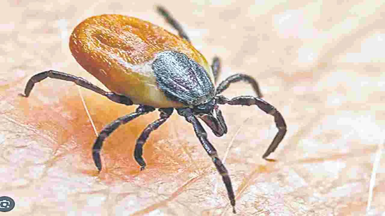  నల్లికాటు..జ్వరం పోటు!